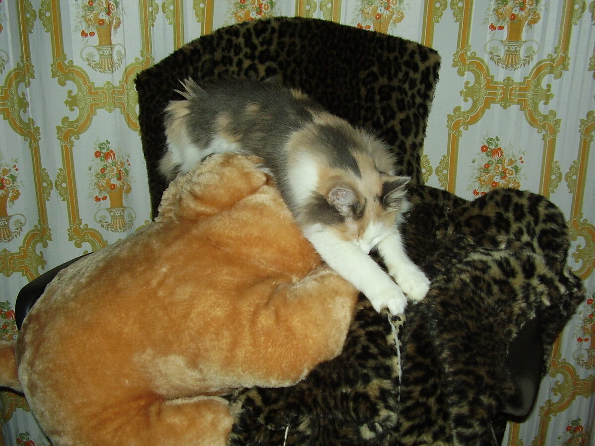 и вот так любила - на мягкой игрушке - шарпее, которую Вадим выиграл, показав чудеса меткости в бросании мячика в цель