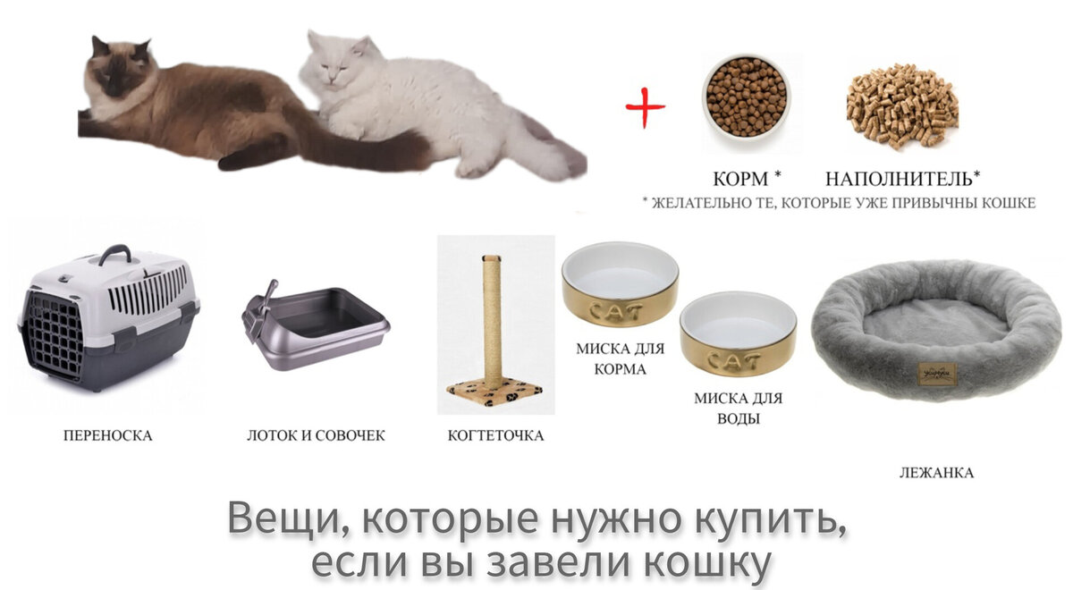 Советы как сделать 🐈 кошку ласковой и доброй? - Мурчалкин