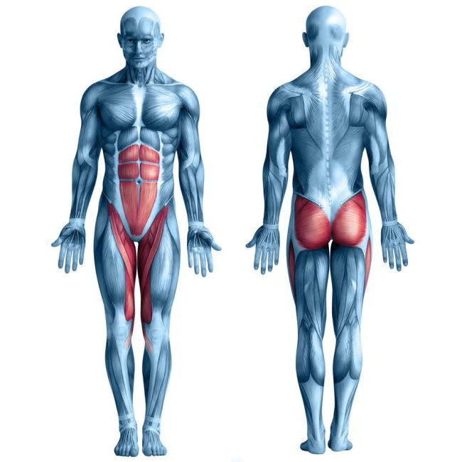 Тела тела тела дата выхода. Мышцы тела. Мышцы тела анатомия. Мышечный каркас. Мышечный корсет.