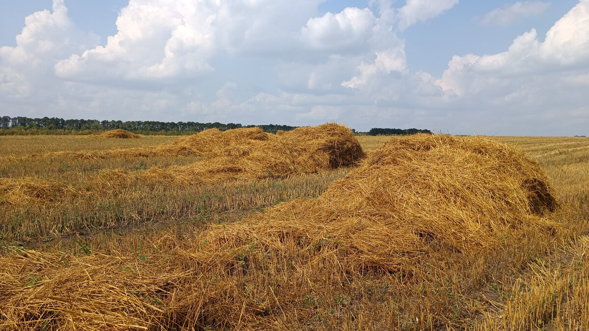 Скошенная пшеница