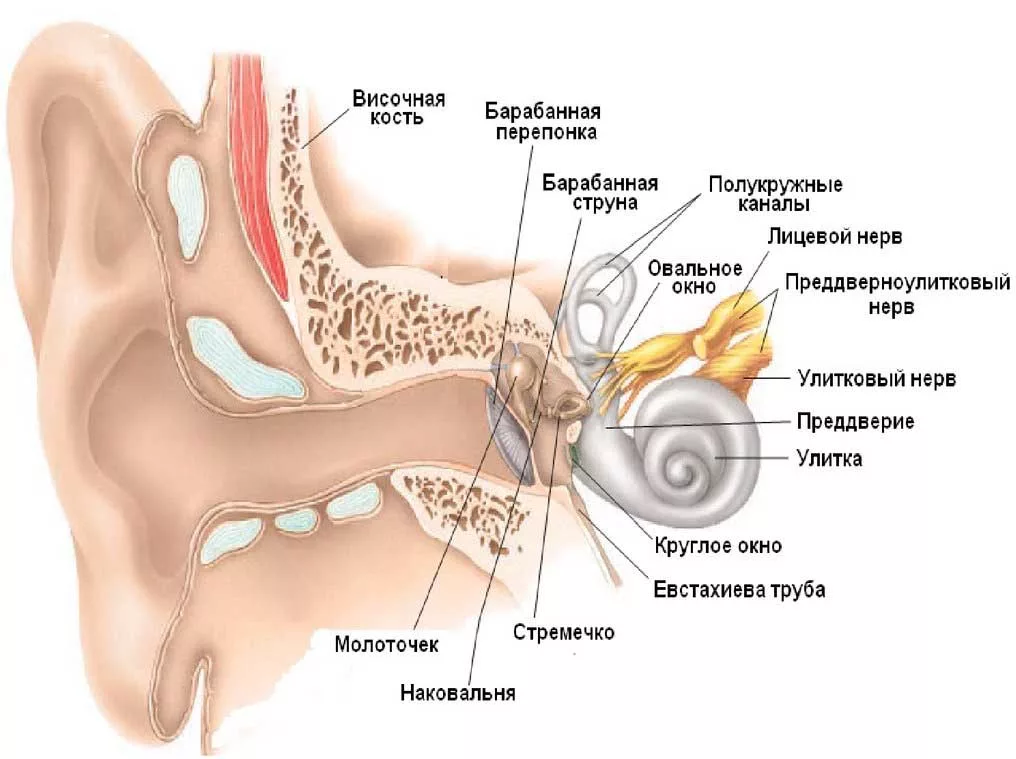 Во внутреннем ухе расположены. Внутреннее строение внутреннего уха. Строение внутреннего уха орган слуха. Барабанная перепонка строение уха. Внутреннее ухо строение анатомия.
