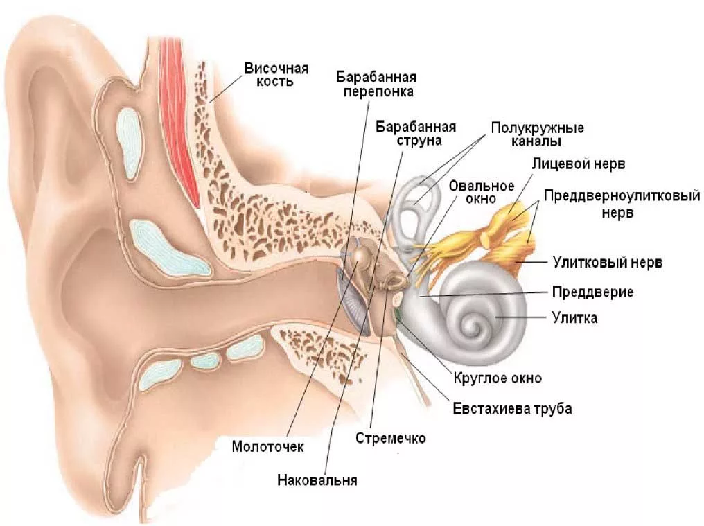 Внутреннее ухо сообщение. Строение внутреннего уха орган слуха. Строение уха барабанная перепонка. Строение уха внутреннее ухо. Внутреннее ухо внутри строение.