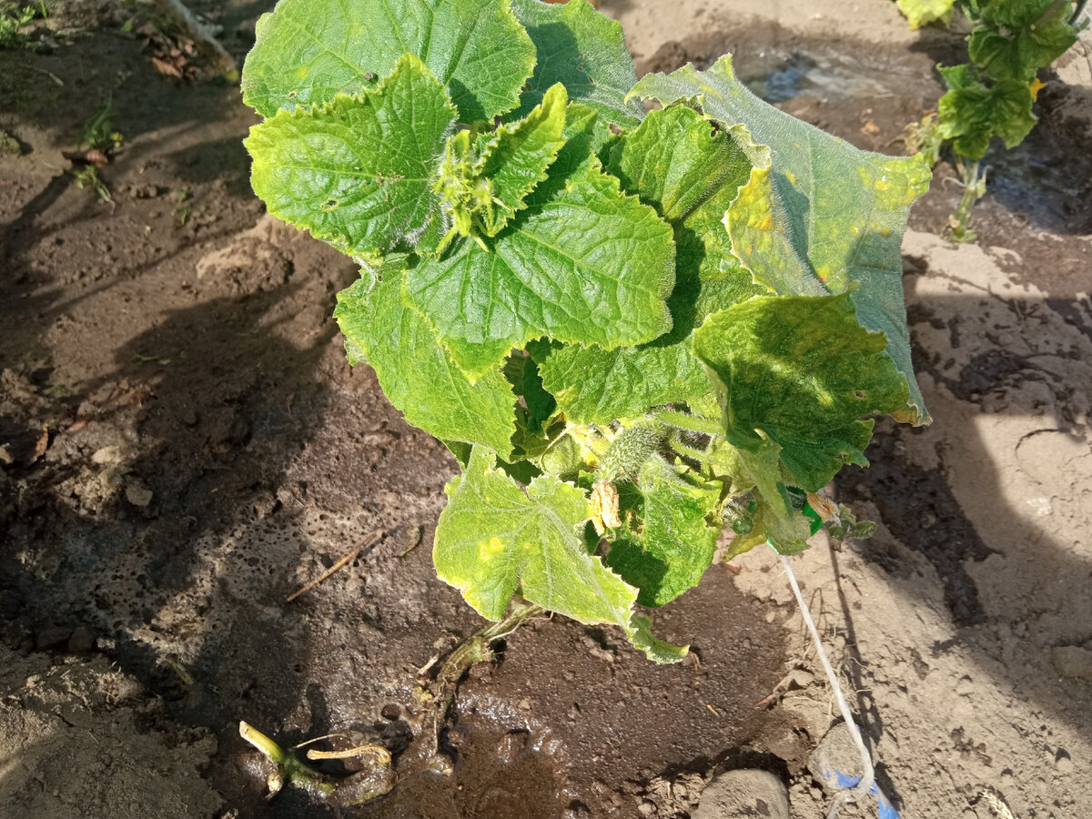 Осенняя завязь огурцов