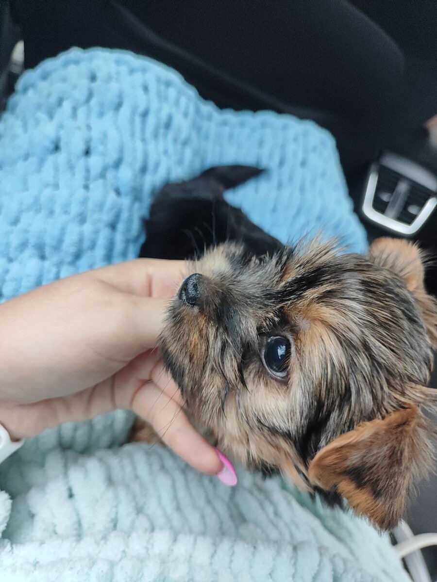 Новый член семьи)