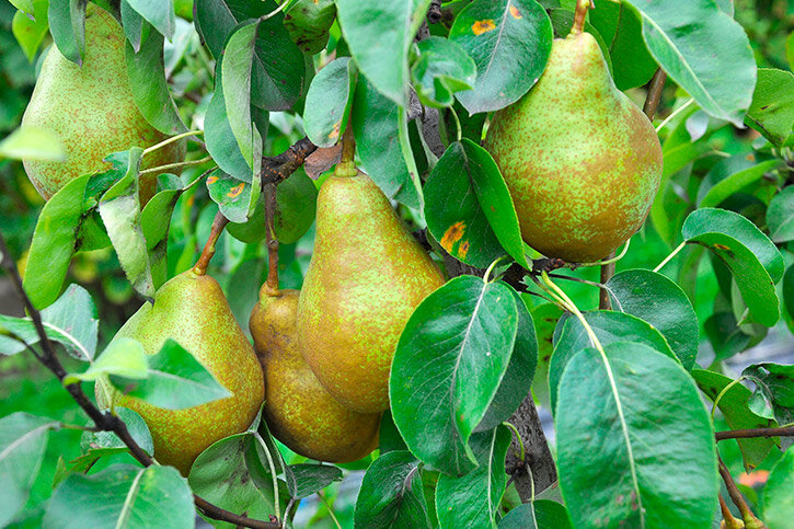    Фото: shutterstock.com