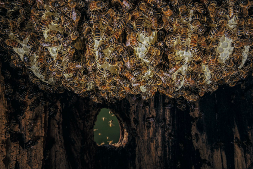 Эти фотографии, запечатлевшие естественное гнездо медоносных пчел, дают понять, как живут пчелы в дикой природе. На снимке: пока одни рабочие пчелы строят новые соты из воска, другие залетают в дупло с пыльцой и нектаром. В отличие от муравьев, у которых есть четкая специализация, каждая рабочая пчела может выполнять любые действия, необходимые для содержания гнезда. Фото: Инго Арндт