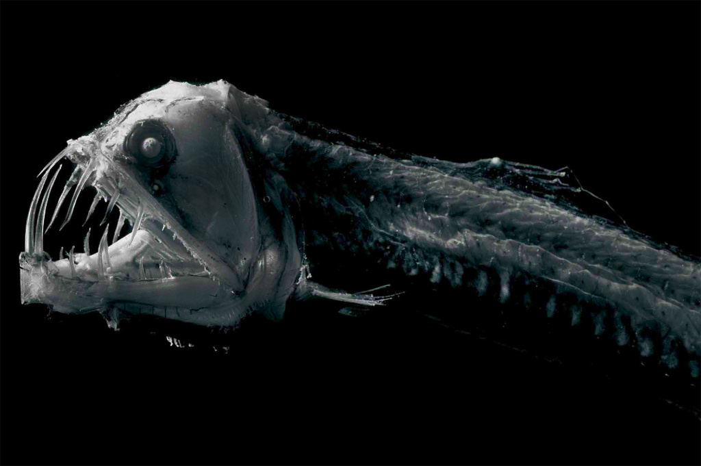 Источник: fishesofaustralia.net