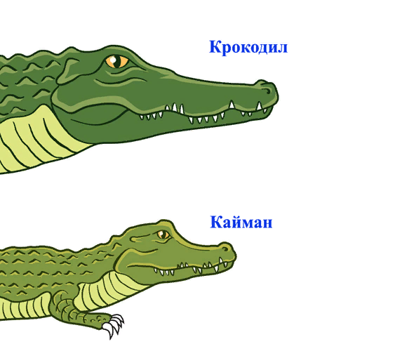 Чем отличается крокодил от каймана!? | ОБО ВСЕМ ПОНЕМНОГУ | Дзен