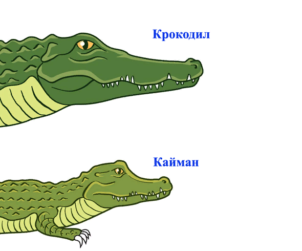 Кайман аллигатор крокодил. Крокодил Аллигатор Кайман отличия. Крокодил Аллигатор Кайман гавиал. Разница крокодила и аллигатора и каймана. Отличие крокодила от аллигатора и каймана.