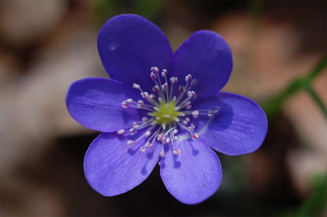 Печеночница благородная (hepatica Nobilis). Печеночница цветок. Печеночница Нобилис. Печёночница обыкновенная.