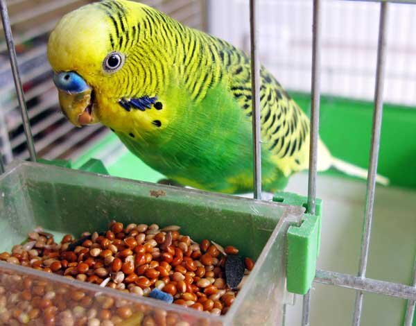 Источник фото: hartz.com