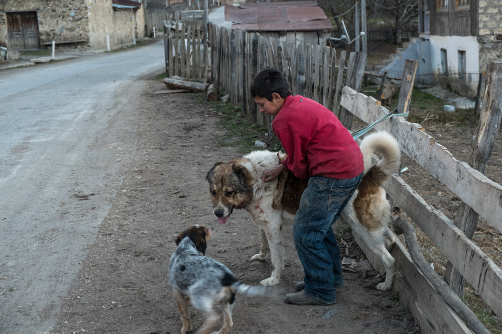 собачьи бои 2023 года