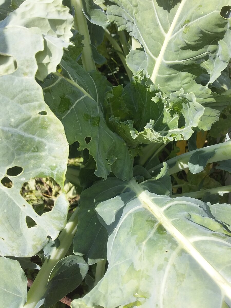 Романеско начинает закручивать макушки