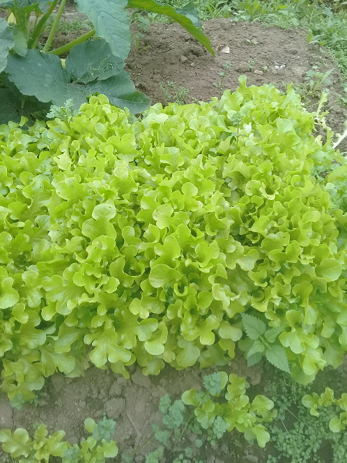 Кладовая микроэлементов...Салат листовой