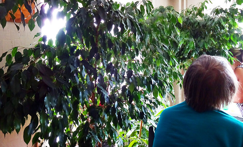 Заросли фикусов. Поверьте, это не единственные фикусы в доме. Их очень много