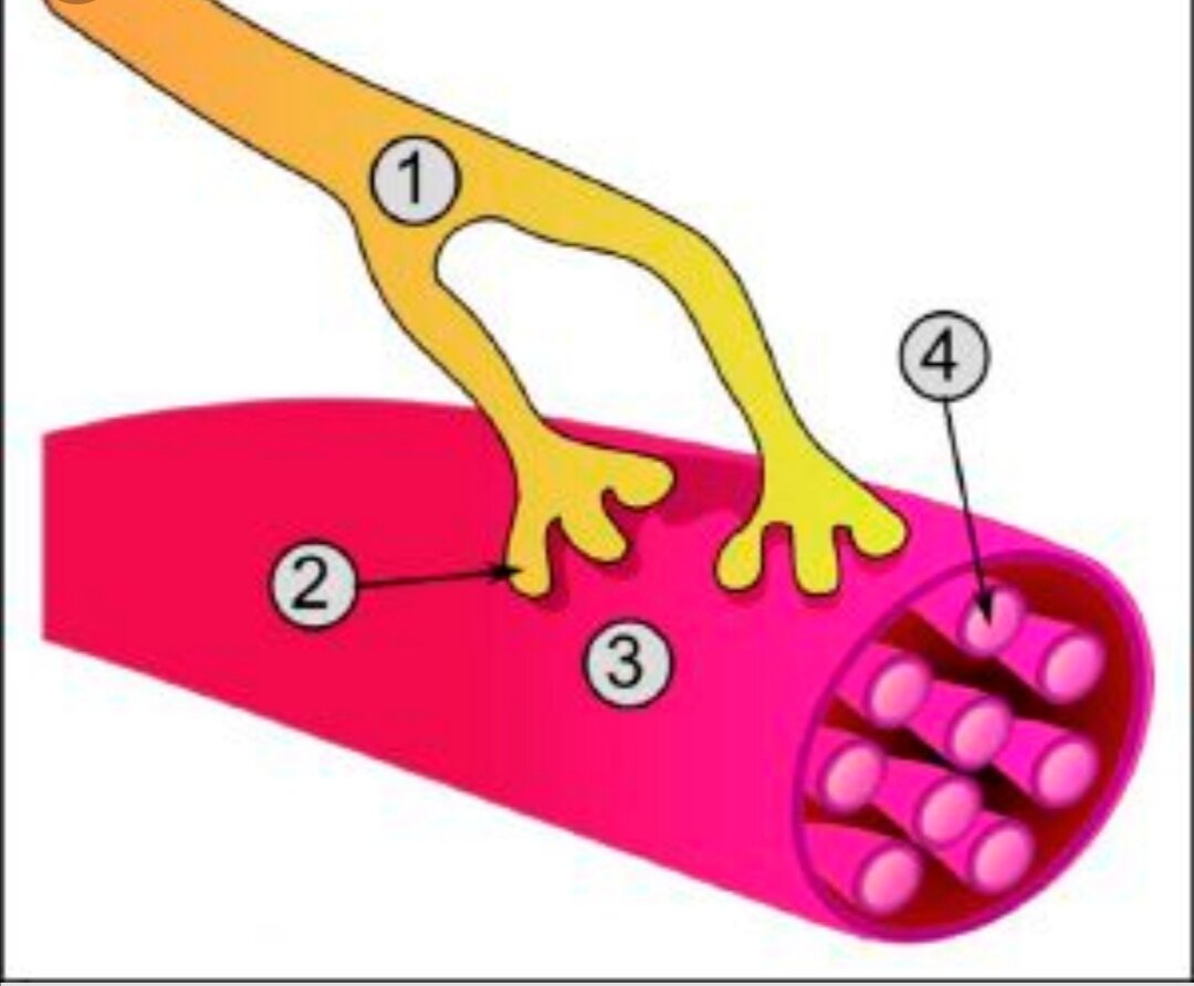 1- аксон, 2 - нервно-мышечные соединения, 3 - мышечной волокно, 4 - миофибриллы