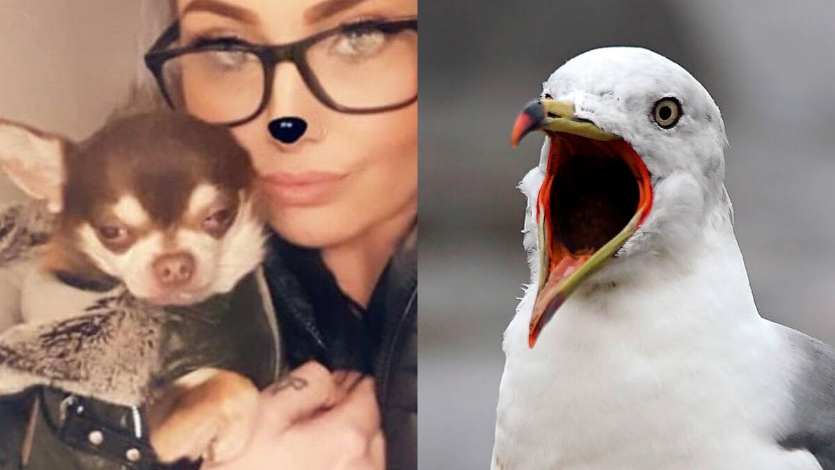 Забавные факты о кошках