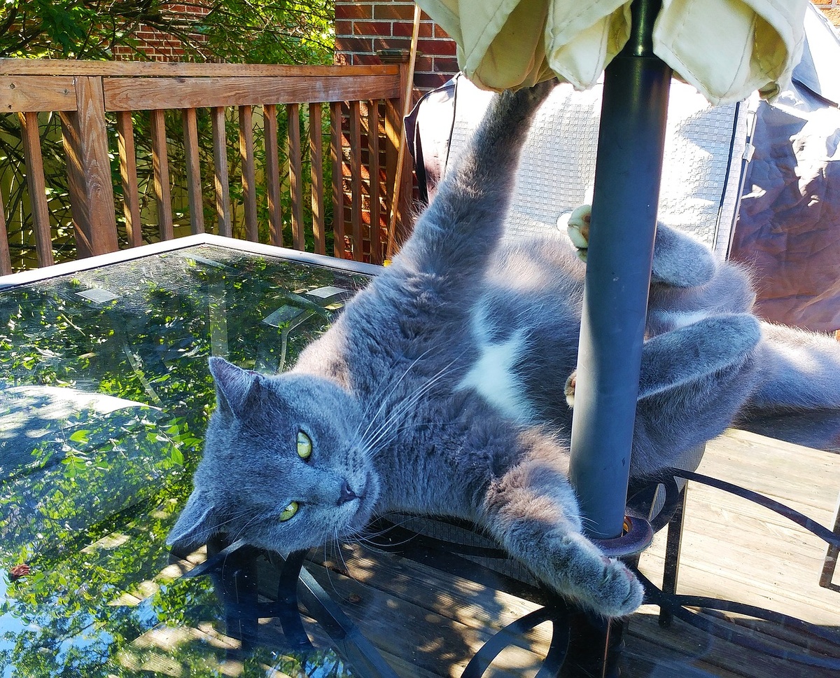 Source: https://pixabay.com/ru/photos/%D0%BA%D0%BE%D1%88%D0%BA%D0%B0-%D0%BA%D0%BE%D1%88%D0%B0%D1%87%D0%B8%D0%B9-%D1%81%D0%BC%D0%B5%D1%88%D0%BD%D1%8B%D0%B5-%D0%BF%D0%BE%D0%B7%D1%8B-%D0%B8%D0%B3%D1%80%D0%B8%D0%B2%D0%BE%D0%B5-1645192/