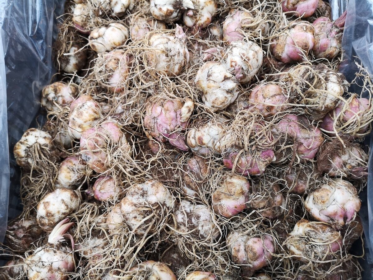 Луковицы нарциссов