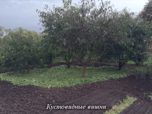 Кустовидные вишни