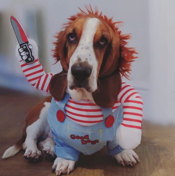 Instagram @missmumbles_thebasset