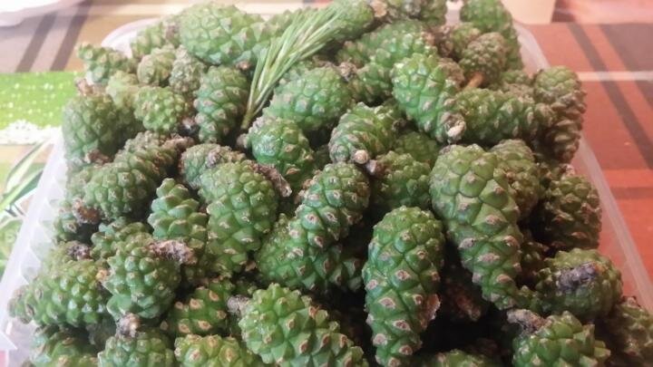 ЗЕЛЁНЫЕ СМОЛИСТЫЕ ИЮНЬСКИЕ СОСНОВЫЕ ШИШКИ И СОЧНЫЕ МОЛОДЫЕ БОКОВЫЕ И ВЕРХУШЕЧНЫЕ СМОЛИСТЫЕ ПОБЕГИ, РАЗРЕЗАЕМЫЕ НА ДЕРЕВЯННОЙ ДОЩЕЧКЕ ОСТРЫМ НОЖОМ ПОПОЛАМ, ЗАСЫПАЕМЫЕ  СЛОЯМИ ВПЕРЕМЕШКУ С САХАРНЫМ ПЕСКОМ  В  ТРИ  ПЯТНАДЦАТИ ЛИТРОВЫХ ПЛАСТМАССОВЫХ  ВЕДРА, ОБЩИМ ОБЪЁМОМ  В ТРИДЦАТЬ  ЛИТРОВ, УЖЕ  В ТЕЧЕНИЕ  ОДНИХ  ИЛИ  ДВУХ - ТРЁХ  СУТОК НАСТАИВАНИЯ ДАЮТ ТРИНАДЦАТЬ ЛИТРОВ ХВОЙНОГО ЛЕЧЕБНОГО ЧУДО - СИРОПА, С БОЛЬШИМ ПРАКТИЧЕСКИМ УСПЕХОМ ОЧИЩАЮЩЕГО ОТ  ПАТОГЕННОЙ, ОПАСНОЙ ДЛЯ ЗДОРОВЬЯ. ПАТОГЕННОЙ ГРИБКОВОЙ (ПЛЕСНЕВОЙ И ДРОЖЖЕВОЙ), БАКТЕРИАЛЬНОЙ И ВИРУСНОЙ МИКРОФЛОРЫ, ЛЕЧАЩЕГО ОСТРЫЕ И ХРОНИЧЕСКИЕ БРОНХОЛЁГОЧНЫЕ ЗАБОЛЕВАНИЯ : ПНЕВМОНИЮ, ТУБЕРКУЛЁЗ, ЭМФИЗЕМУ, БРУЦЕЛЛЁЗ И РАК ЛЁГКИХ, А ТАКЖЕ ЛЕЧАЩЕГО ЯЗВУ И РАК ЖЕЛУДКА, ВОСПАЛЕНИЕ И РАК ПОДЖЕЛУДОЧНОЙ ЖЕЛЕЗЫ, ЯЗВУ И РАК КИШЕЧНИКА : 