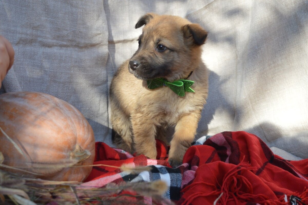 Активный, шустрый и жизнерадостный мальчик.