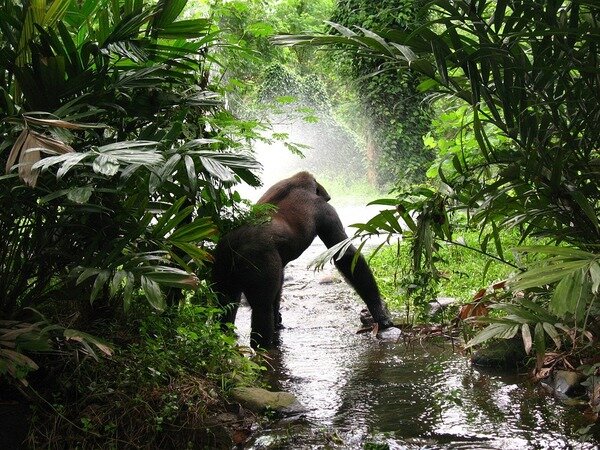 https://pixabay.com/photos/gorilla-jungle-mist-primate-africa-61136/