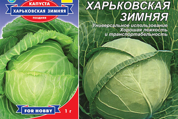 Капуста московская зимняя описание сорта фото