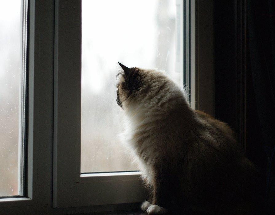 Жаклюша любит глядеть в окно