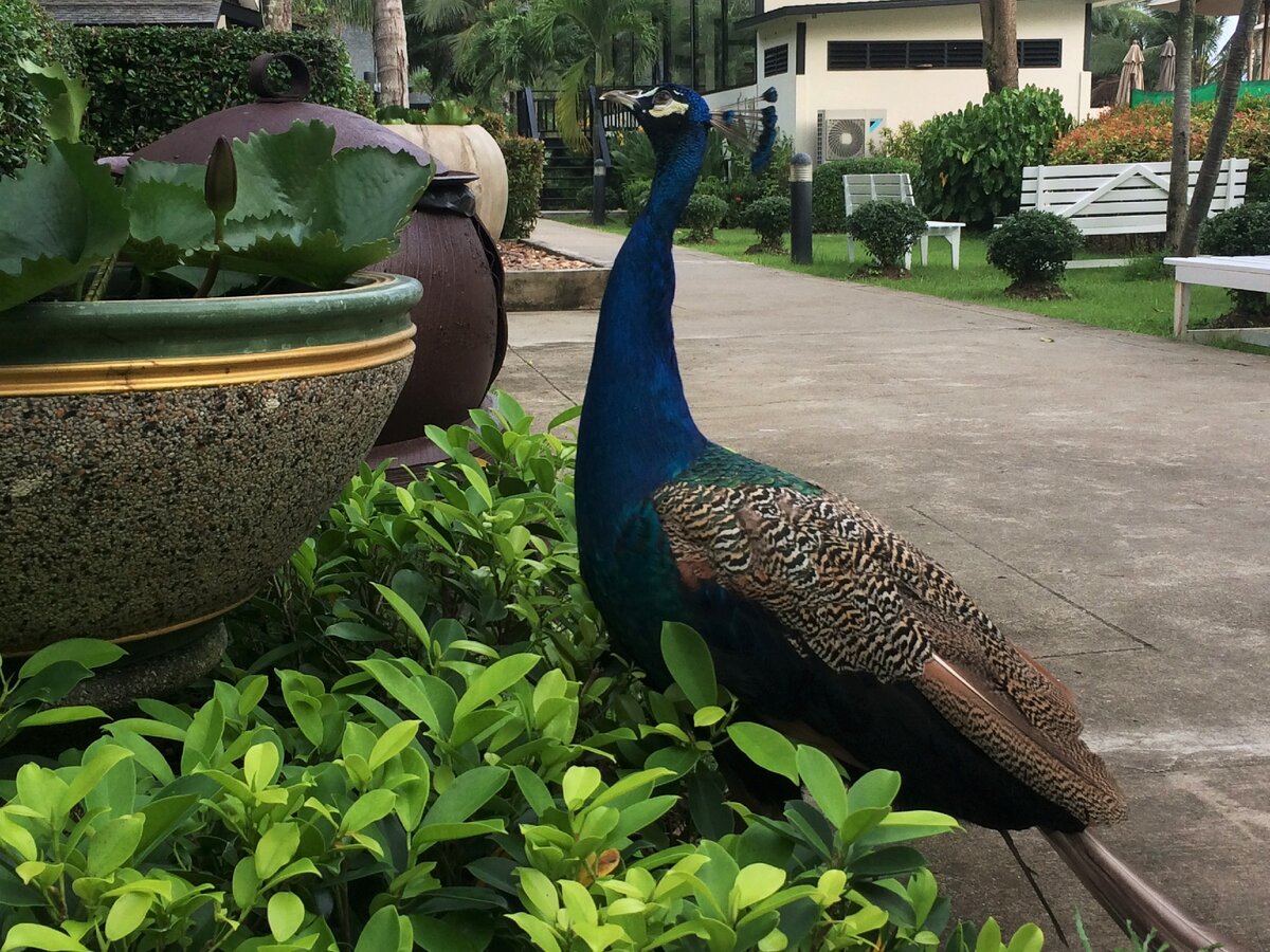 На этой самой дорожке за павлином я и встретила змею