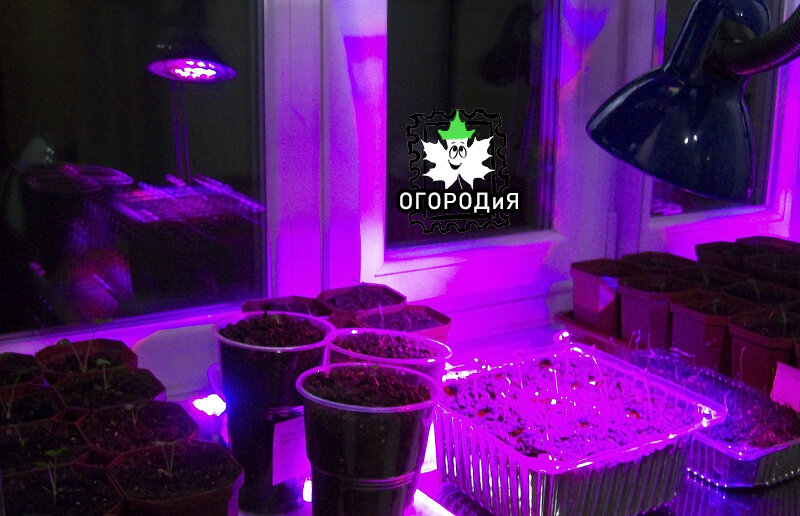 Нельзя вкручивать фитолампу в плафон