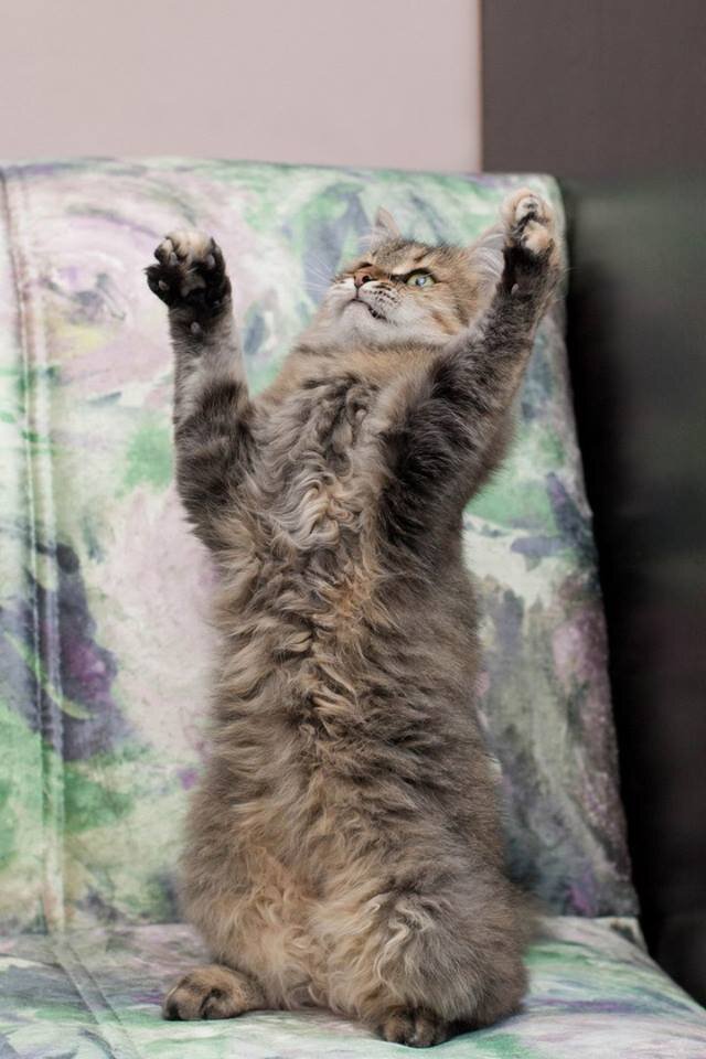 Кошка Пуфа из Банды Дворян