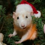 Грядущий 2020 — год Белой Металлической Крысы (Мыши). Звучит внушительно, правда? Такой год наступает один раз в 60 лет. Нужно тщательно подготовиться!
