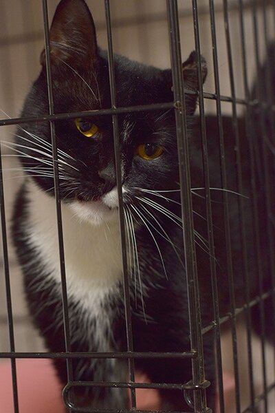 Самик любит людей