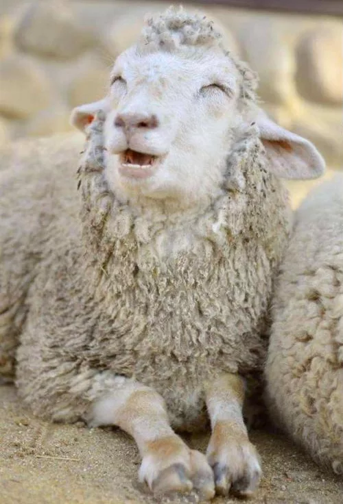 Картинка сайта ooo-helfer.ru.