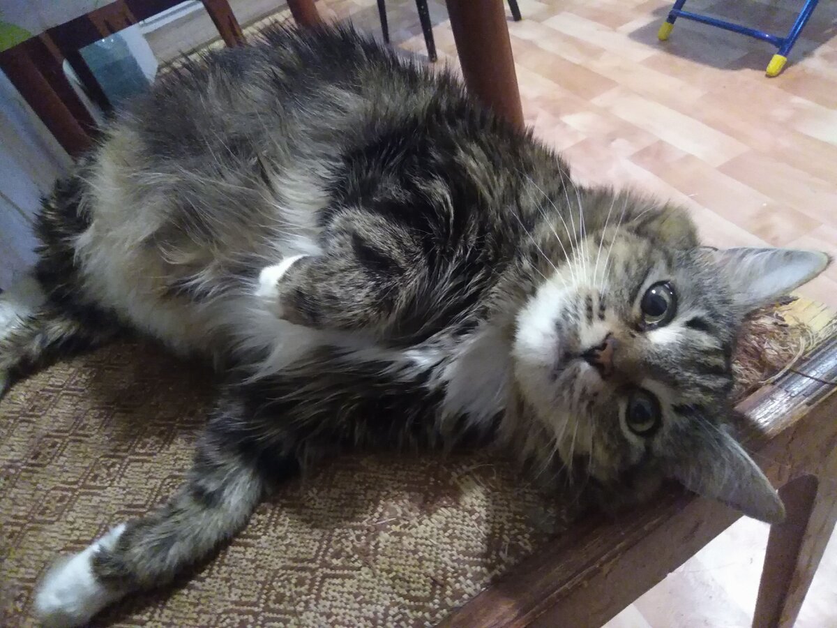 толстенькая кошечка