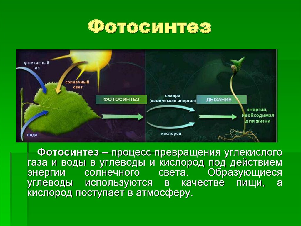 Каких организмов больше. Основное вещество фотосинтеза. Биология фотосинтез листа. Химический процесс фотосинтеза. Процесс фотосинтеза у растений.