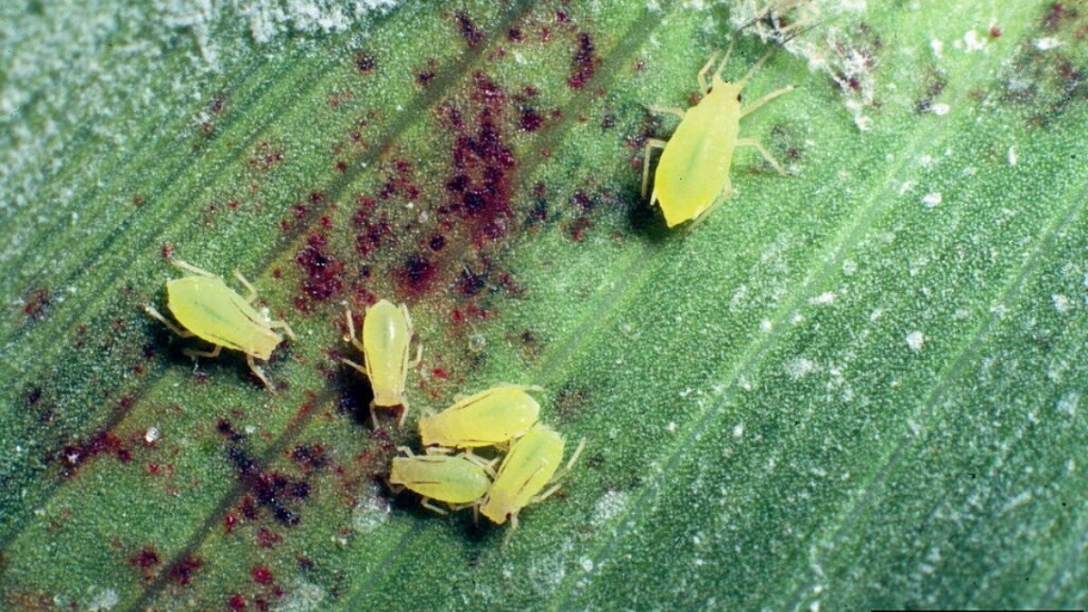 Обыкновенная злаковая тля 