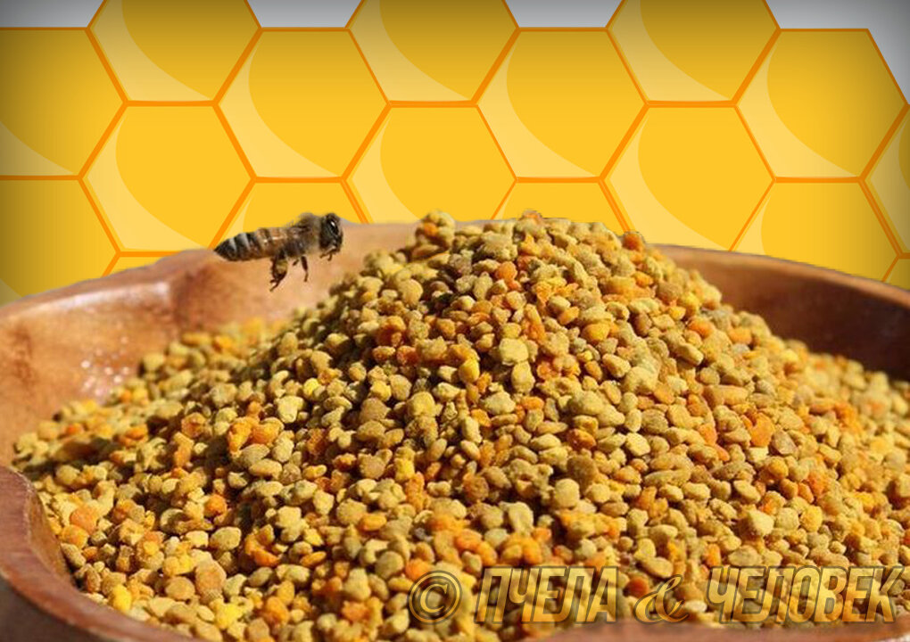Как выглядит пыльца. Цветочная пыльца и перга. Медовая пыльца. Пчелиная обножка. Продукты пчеловодства пыльца.