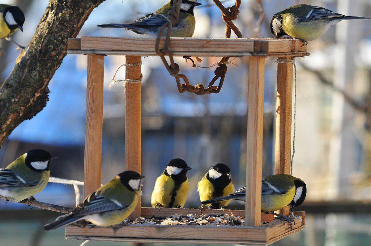 Где живут синицы в городе. Кормушка для синиц. Синичка лазоревка. Синичка спит. Синица в кормушке фото.