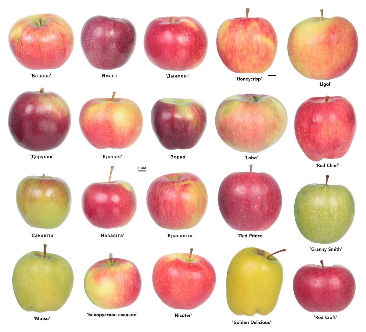 Самые популярные яблоки. Яблоко сорт МС 38. Яблоня сорт ресовское. Сорт яблок Лозовка. Сорт яблок Столбовка.