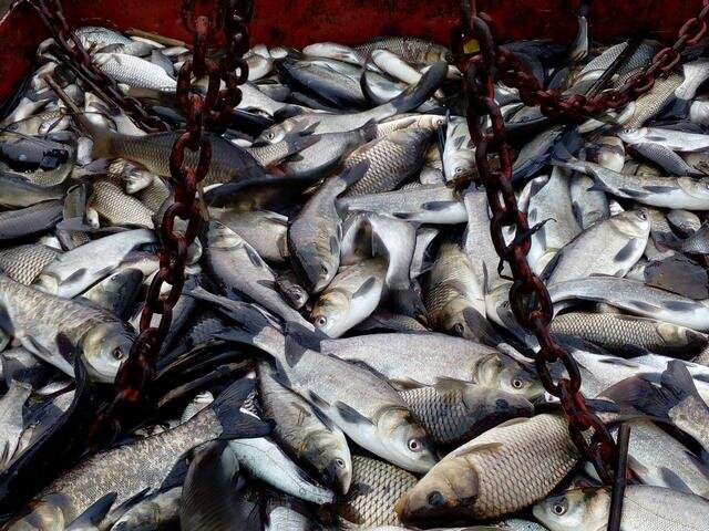 Фото из открытых источников в интернете