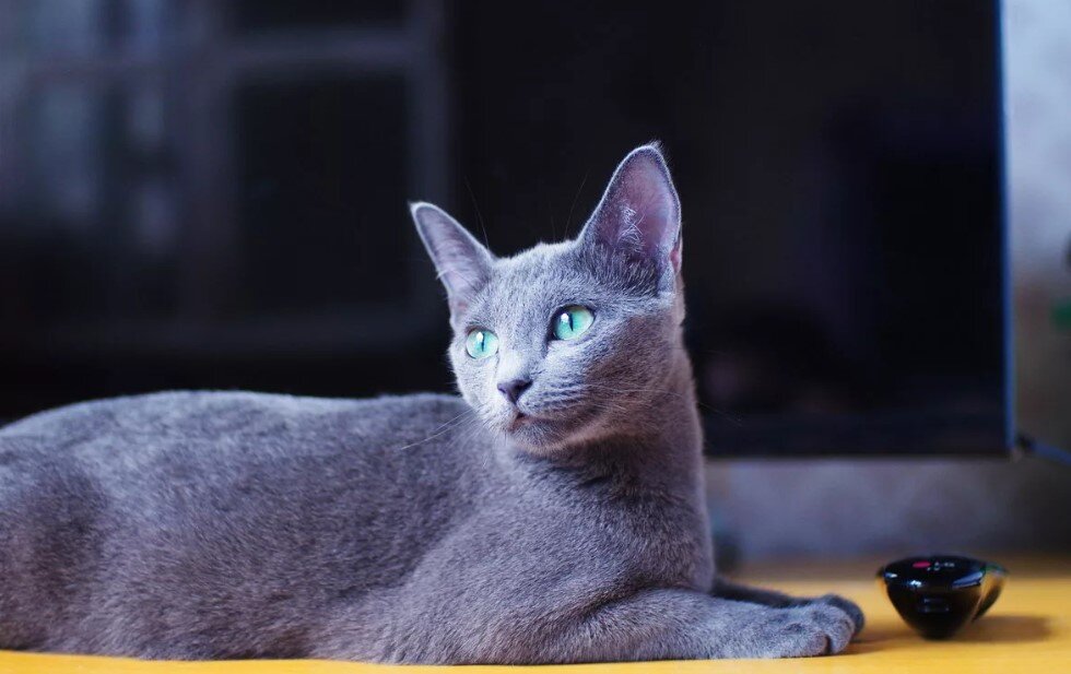 Русская голубая кошка