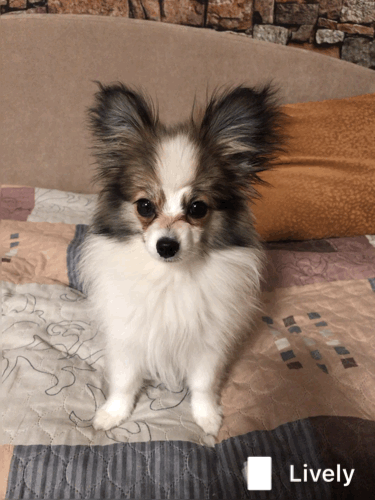 Заметили, как сильно у Кекса уже ушки обросли? Сравните даже с крайней фото в статье. Разница между ними неделя. 