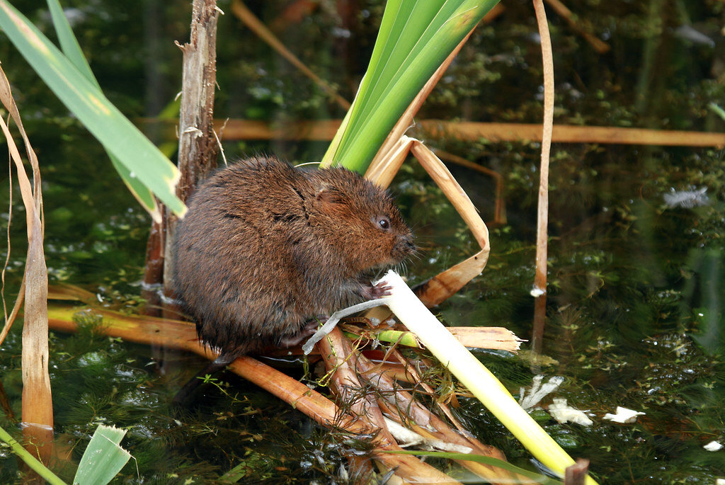 По-латински их название звучит так: Arvicola amphibius.