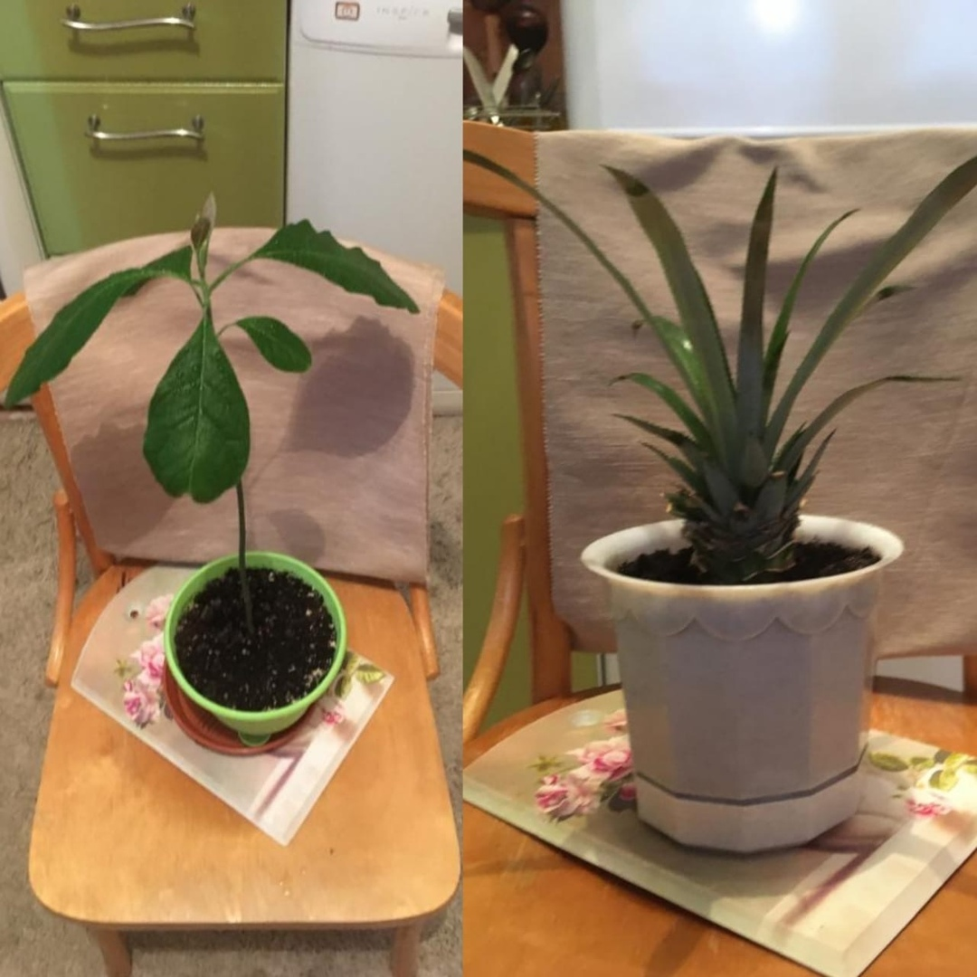 Выращиваю авокадо.                                                                          Растет ананас