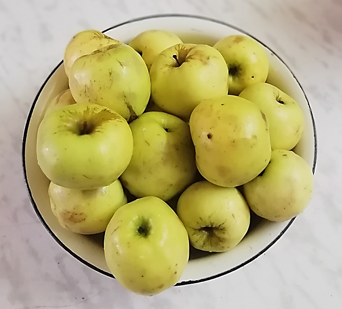 Куплю антоновку яблоки. Яблоня Антоновка десертная. Сорт Антоновка. Антоновка (сортотип яблони). Антоновка сорт яблок.