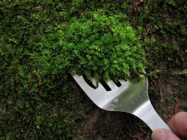 http://101dizain.ru/wp-content/uploads/2017/05/moss-collecting.jpg