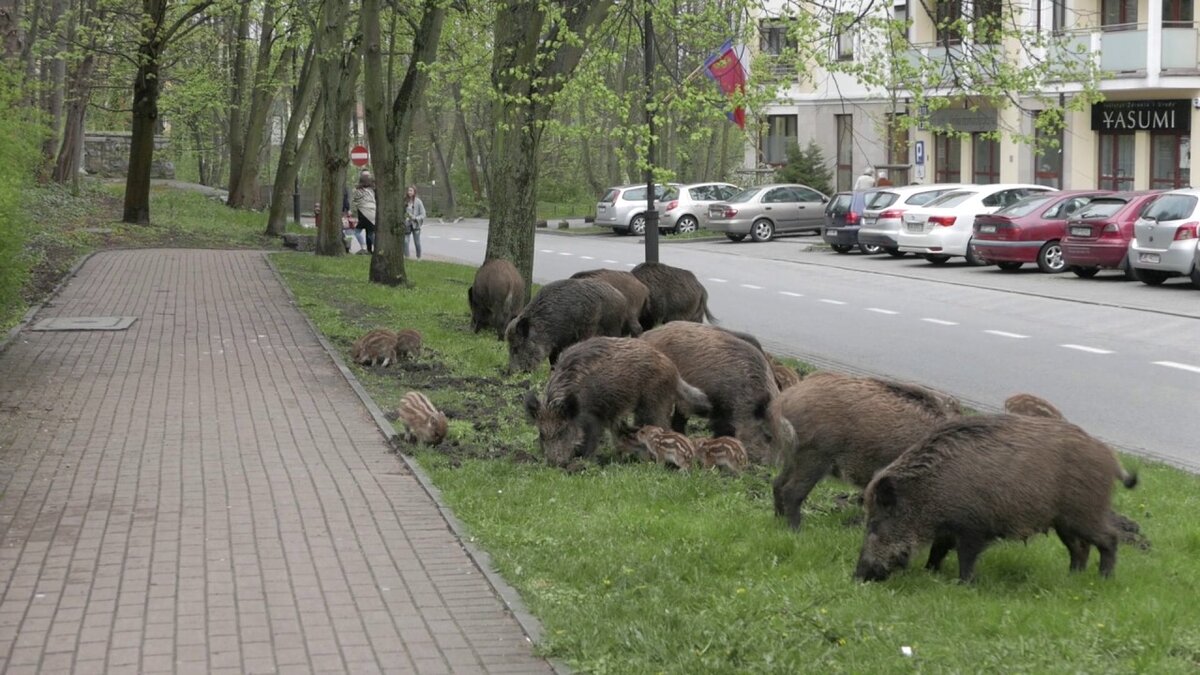 Дикие кабаны в Сопоте, Польша. Вспомним про интенсивную вырубку леса в Карпатах.